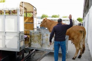 Ferias ganado Galicia
