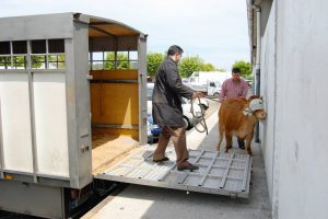 Ferias ganado Galicia